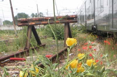 Milano, la biodiversit&agrave; vegetale corre sui binari