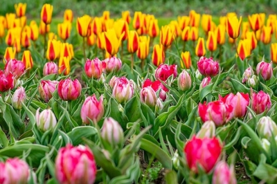 Primavera 2026: al Parco Giardino Sigurt&agrave; torna Tulipanomania