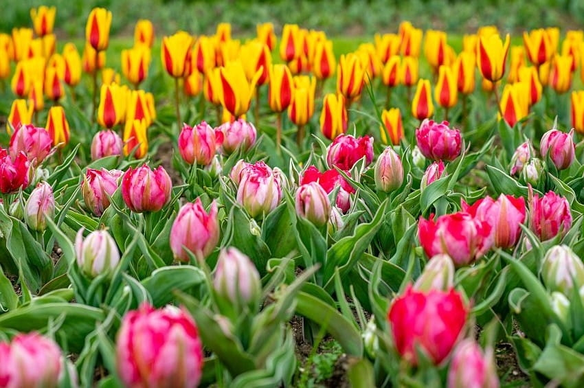 Primavera 2026: al Parco Giardino Sigurtà torna Tulipanomania