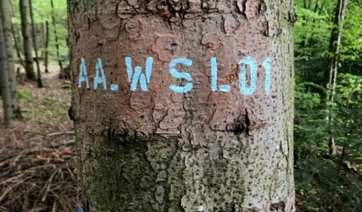 Nuove opportunit&agrave; dalla decodifica del genoma dell&rsquo;abete bianco