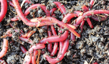 Vermicompost dagli scarti nascono i fiori