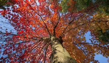 Alla Fondazione Minoprio un seminario sulla stabilit&agrave; degli alberi