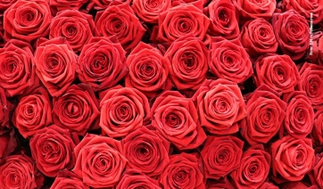 Ma quante cose simboleggiano le rose!