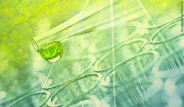 Rinvenuta Xylella a Porto Santo Stefano in Toscana, le associazioni italiane accusano l&rsquo;Europa