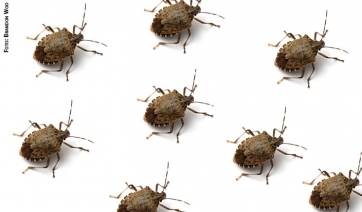 L&rsquo;invasione delle cimici asiatiche minaccia le nostre colture