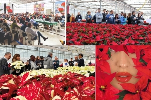 Tre appuntamenti per 32 Stelle di Natale e un nuovo catalogo: la Poinsettia Collection 2024 di Lazzeri &egrave; pronta per il lancio