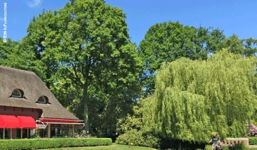 Pi&ugrave; foglie grazie all&rsquo;aumento di CO2