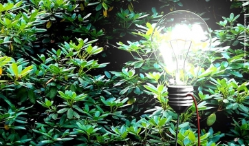 Tree power: ora l&rsquo;elettricit&agrave; arriva dalle piante