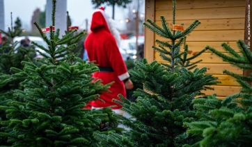 Mini-guida per scegliere l&rsquo;albero di Natale (naturale, locale, ecosostenibile)