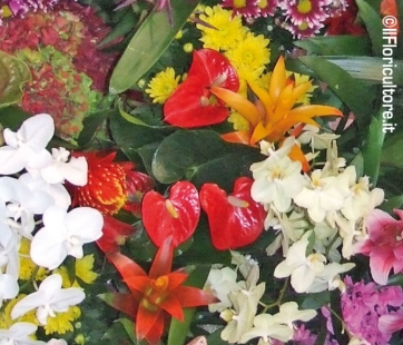 Sabato 18 maggio torna il "Fascination of Plants Day" 2013