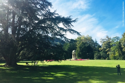 Alberi monumentali: aggiornate dal Mipaaf le linee guida per la cura e la salvaguardia