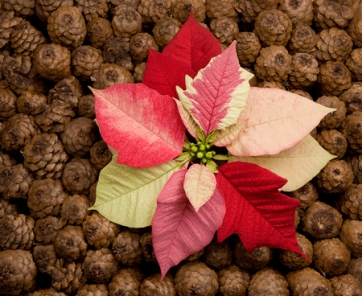 Cosa fare quando la Poinsettia arriva in negozio. Consigli utili per il fiorista