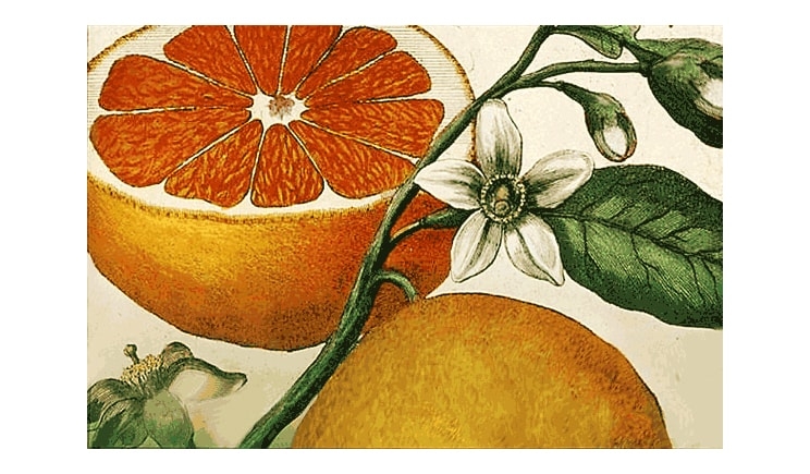 Tornano le Giornate di Studi di Orticola. Tema: piante per il giardino italiano