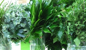 Ladri di fronde verdi in azione in Liguria