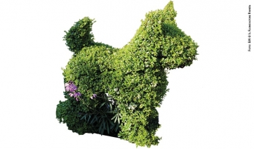 Il fiuto dei cani scova le fitopatologie