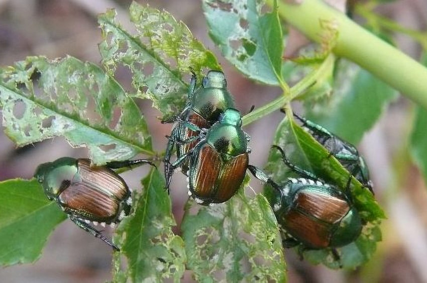 Popillia japonica: nuovi metodi di lotta nella gestione integrata