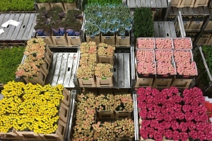 OLANDA, export di piante e fiori: il 2023 chiude in calo con 6,8 miliardi di Euro