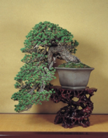 FORMAZIONE - L&rsquo;Universit&agrave; del Bonsai