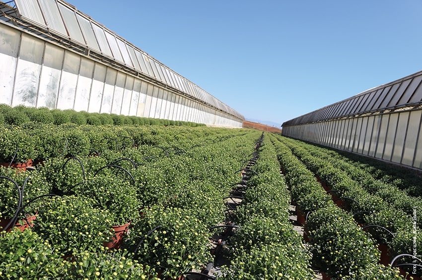 Agricoltura: in arrivo contributi a fondo perduto e 450 milioni di Euro col decreto Sostegni