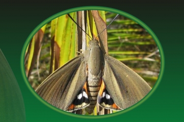 Dopo il Punteruolo Rosso una nuova farfalla minaccia le palme