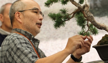 Universit&agrave; del Bonsai: aperte le iscrizioni per il 2019