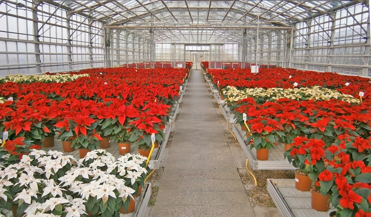 POINSETTIA 2019: Giornata tecnica al Centro “Po di Tramontana”