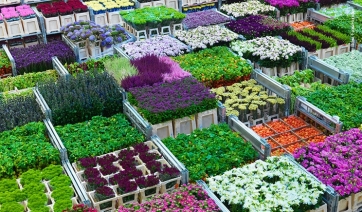 Royal FloraHolland arriva nel Sud Italia