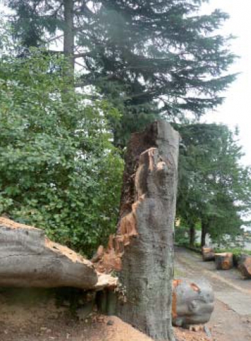 4 Febbraio 2015, incontro a Minoprio sulla stabilità degli alberi