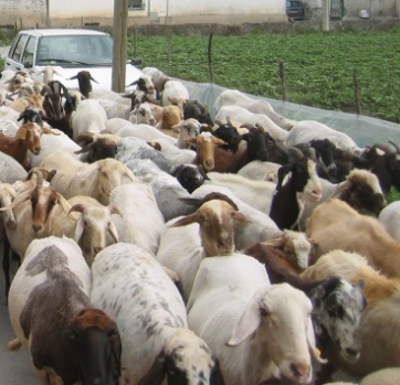 Il maglione vecchio diventa concime