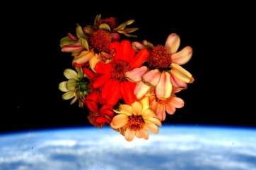 Raccolti i primi fiori cosmici. Nuova fase per l&rsquo;esperimento "Veggie"