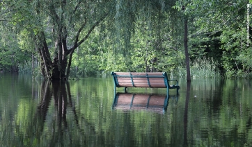 Il ruolo delle piante di fronte ai cambiamenti climatici