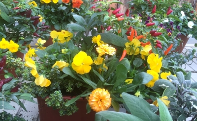 Divieto pratiche sleali nella filiera agroalimentare: un altro passo avanti