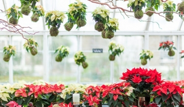 Come acquistare la STELLA DI NATALE giusta