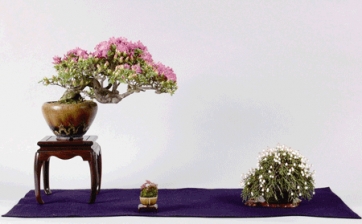 Il multicolore mondo del "Satsuki Bonsai Festival" protagonista alla Crespi Bonsai di Parabiago