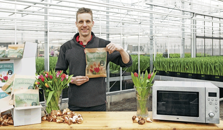 Pop Tulips, il "pesce d'Aprile" dell'Ufficio Olandese dei Fiori