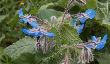 Workshop sulle piante officinali - ROMA, 17 Luglio 2013