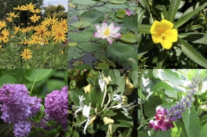 Specie vegetali aliene pi&ugrave; commercializzate in Italia: un questionario per gli operatori florovivaistici