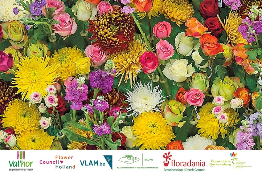 UE: 1,9 mln di Euro per promuovere  piante e fiori, l’Italia è fuori