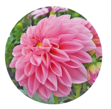 DAHLIA, grande variet&agrave; di forme e colori