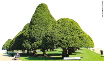 Dal regno vegetale l&rsquo;evoluzione  dei farmaci antitumorali