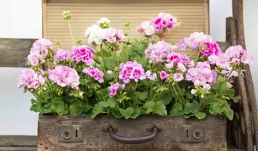 Pelargonium, quanta storia in un fiore!