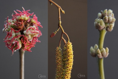 Primavera: una gemma al giorno leva il malumore di torno