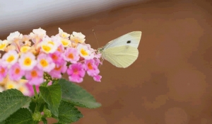 IL COLORE IN GIARDINO 2016