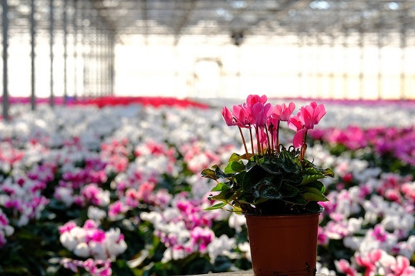 La Floricoltura Billo si dà ai ciclamini