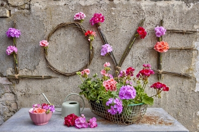 Gerani: quattro idee e due dritte per sollecitare l&rsquo;ingegno e il riuso