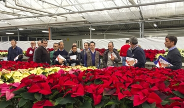 Porte Aperte Lazzeri: a Sabaudia (LT) poinsettie, ciclamini e crisantemi