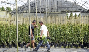Voucher, Coldiretti: «Mai abusato in agricoltura ma ora serve un&#039;alternativa»