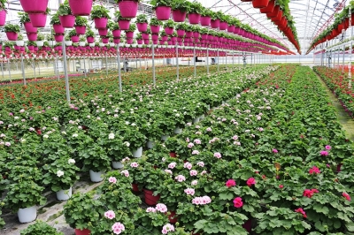 Floricoltura in lutto: neve killer in Campania