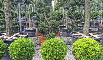 TOSCANA - Florovivaismo, il clima volge al bello