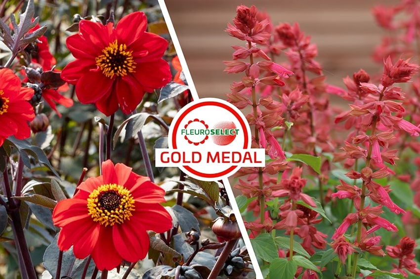 Rubini e coralli per le Medaglie d’Oro 2026 di Fleuroselect